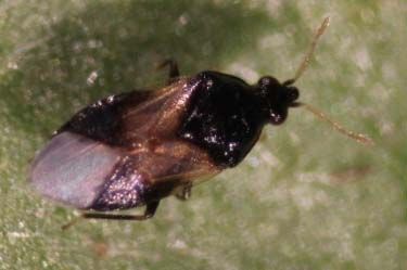 Minute pirate bug, also called Orius. Minute pirate bugs feed on thrips and other pests.