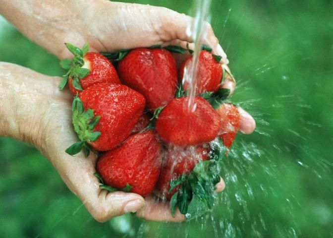 Florida strawberries are grown as an annual crop and harvested in late fall, winter, and early spring. 