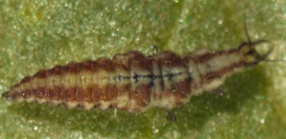Lacewing larva. Lacewings feed on many pests of strawberry, including aphids.