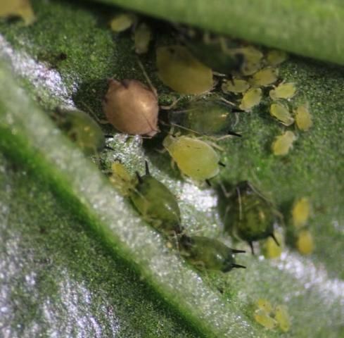 Aphids. In the center is a dark brown aphid "mummy," which has been parasitized by a parasitic wasp. 