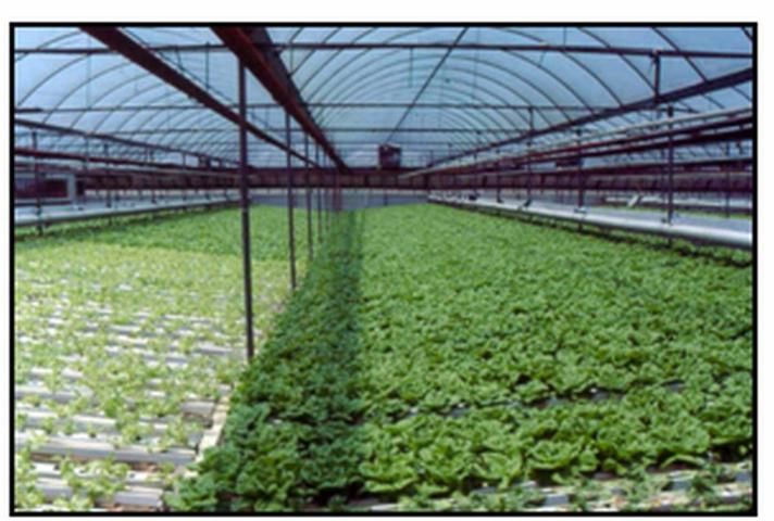 Figure 3. Bibb lettuce growing in a hydroponic system that uses nutrient film (flow) technique in a greenhouse in Live Oak, FL, 1995.