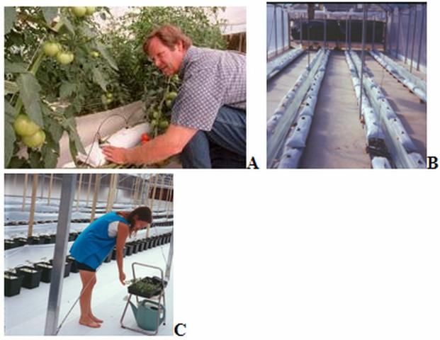 Figure 1. Photos A and B, taken in 1995 in a greenhouse at UF's North Florida Research and Education Center in Live Oak, FL, show a perlite lay-flat-bag system. Photo C pictures a Dutch-bucket system in a greenhouse in Sanford, FL, in 2004.