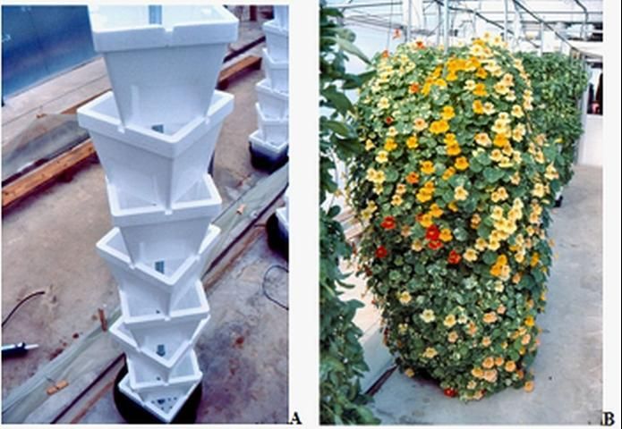 Figure 6. Verti-Gro® stacked pots (A) planted with nasturtium (B) in a vertical hydroponic system in Live Oak, FL, 2001.