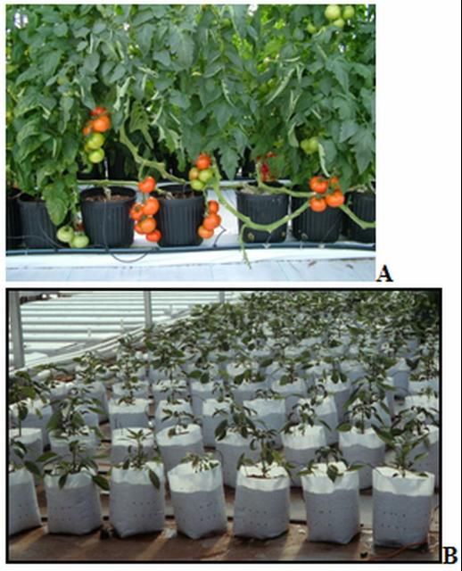 Figure 2. Tomatoes growing in media-filled, plastic nursery pots (A) and in upright bags (B) in a greenhouse in Wellborn, FL, in 2001.