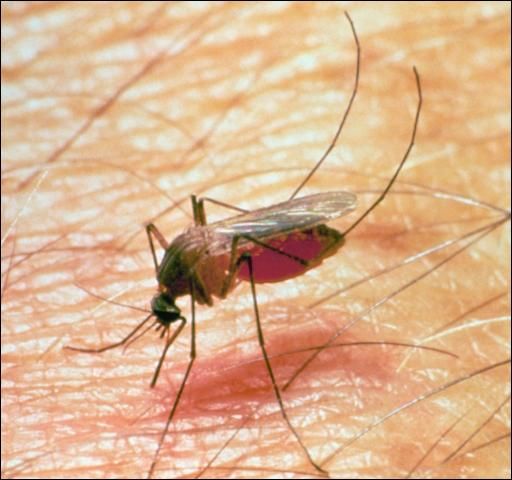 Figure 12. Mosquito