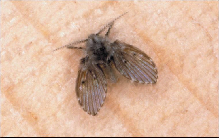 Figure 8. Moth fly.