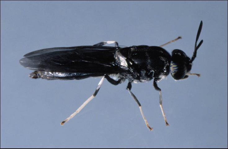 Figure 10. Soldier fly.