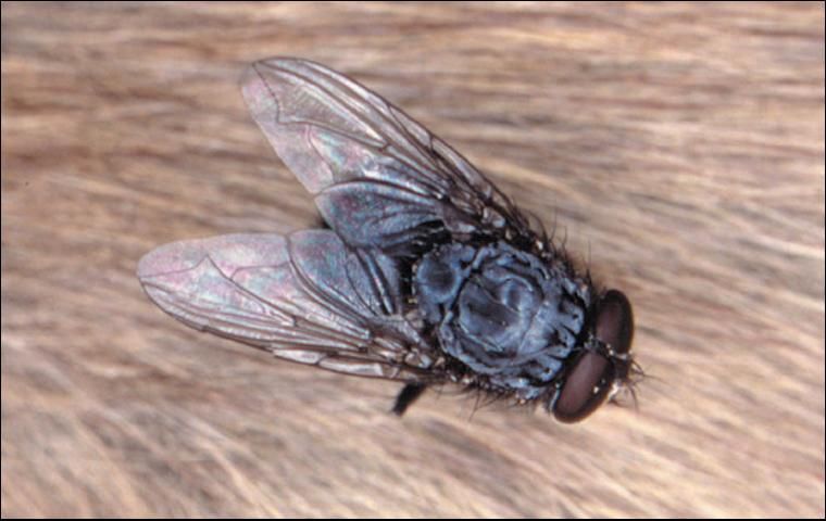 Figure 3. Bluebottle fly.