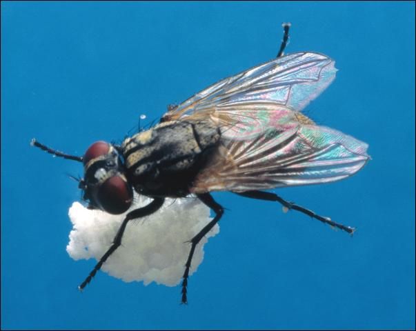 Figure 5. House fly.
