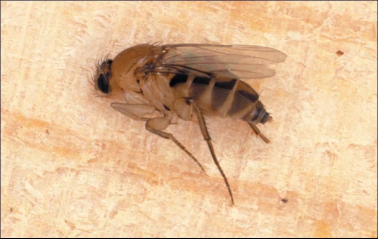 Figure 6. Humpbacked fly.