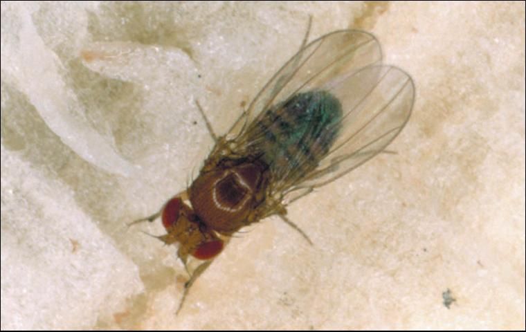 Figure 12. Fruit fly.