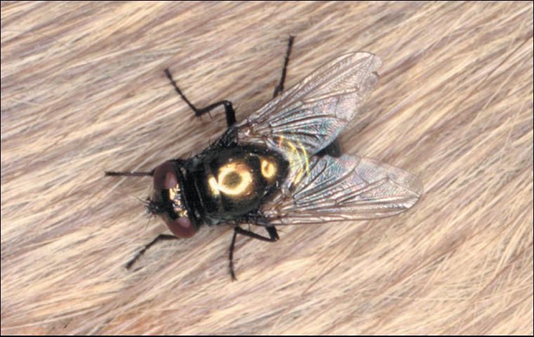 Figure 2. Greenbottle fly.