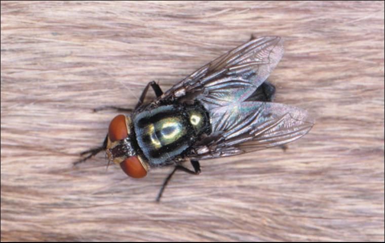 Figure 9. Secondary screwworm fly.