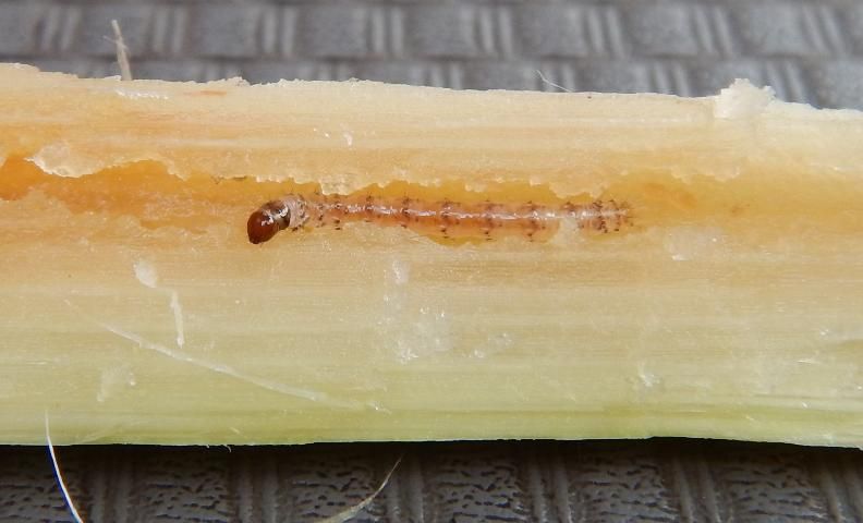 Figure 5. Figure 5. Sugarcane borer larva in its tunnel in a sugarcane stalk.