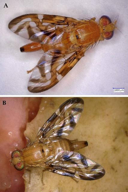 Figure 1. A) Adult female Caribbean fruit fly, Anastrepha suspensa. B) Adult female Caribbean fruit fly, Anastrepha suspensa feeding on a guava fruit.