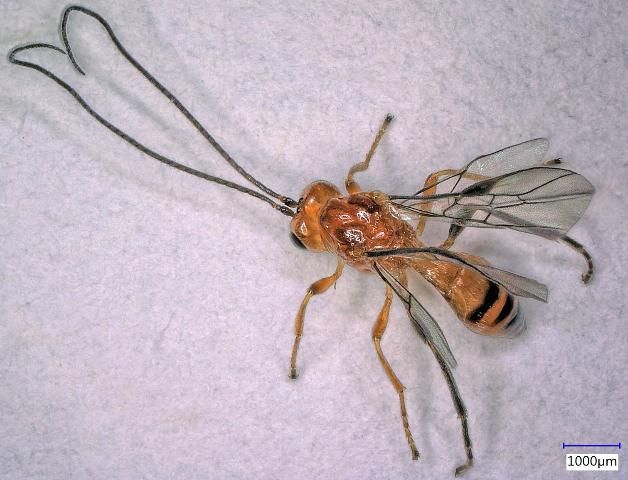 Figure 4. Diachasmimorpha longicaudata, a Hymenopteran parasitoid emerged from Caribbean fruit fly, Anastrepha suspensa.