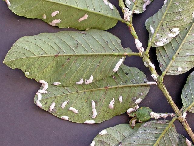 Figure 16. Philephedra tuberculosa scale on guava leaves and fruit.