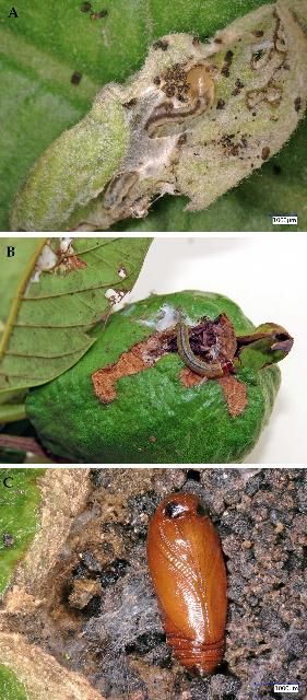 Figure 6. A) Caterpillars damaging guava buds. B) Caterpillars damaging young guava fruit. C) Pupa of moth on a guava fruit.