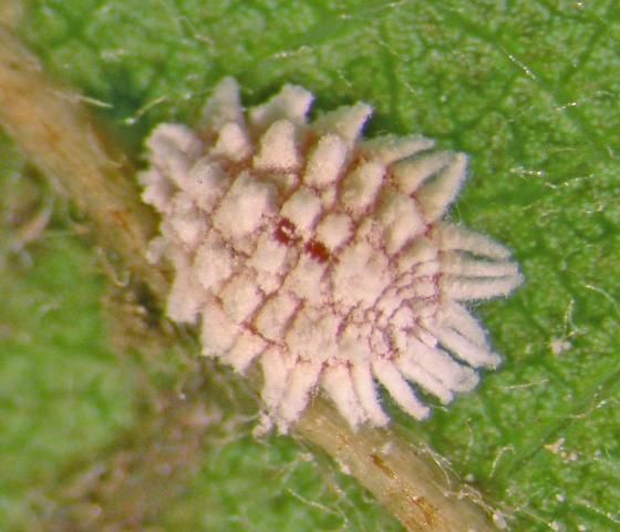 Figure 7. Nipaecoccus floridensis, the Florida coconut mealybug. Identification by G. Hodges 23 Jan 2009.
