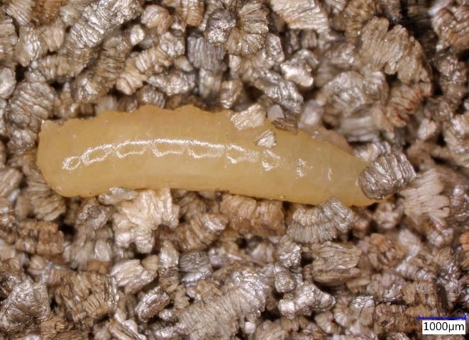 Figure 2. Larva of the Caribbean fruit fly, Anastrepha suspensa.