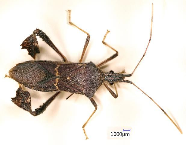 Figure 10. Leptoglossus concolor, a leaffooted bug. Identification by S. Halbert, 3 Nov. 2015.
