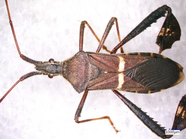 Figure 11. Leptoglossus phyllopus, a leaffooted bug. Identification by S. Halbert, 3 Nov. 2015.