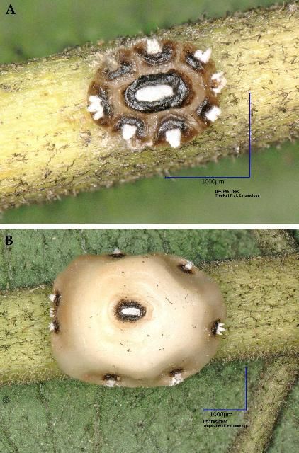 Figure 17. A) A wax scale, Ceroplastes sp. immature on guava leaves. Identification by I. Stocks, 13 Jan. 2015. B) A wax scale, Ceroplastes sp. adult on guava leaves. Identification by I. Stocks, 13 Jan. 2015.