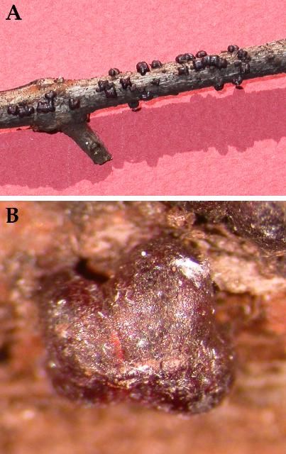 Figure 19. A) The lobate lac scale, Paratachardina pseudolobata, on a guava stem. B) A close up of the lobate lac scale, Paratachardina pseudolobata.