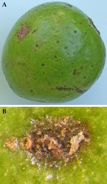 Figure 13. A) Leaffooted bug damage to guava. B) Close up of leaffooted bug damage to guava fruit.