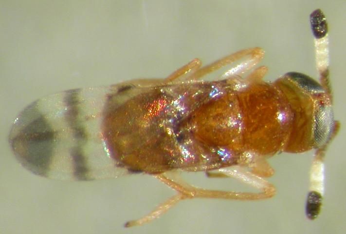 Figure 9. Scales are frequently parasitized by Hymenoptera, this Microterys nietneri (Motsschulsky) is an Encyrtid that attacks soft scales. Identification by G. Evans, 19 Nov. 2003.