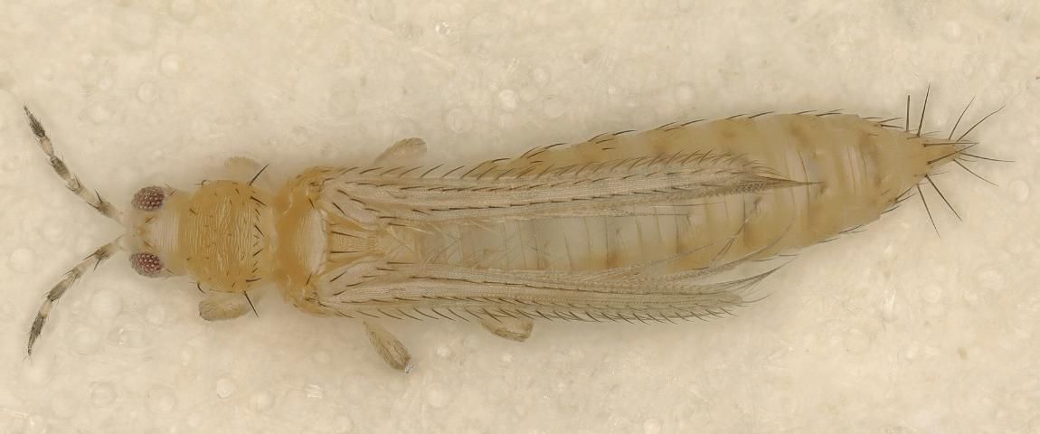 Figure 1. An adult thrips, Frankliniella occidentalis. Identification by J. Xian, 2016.