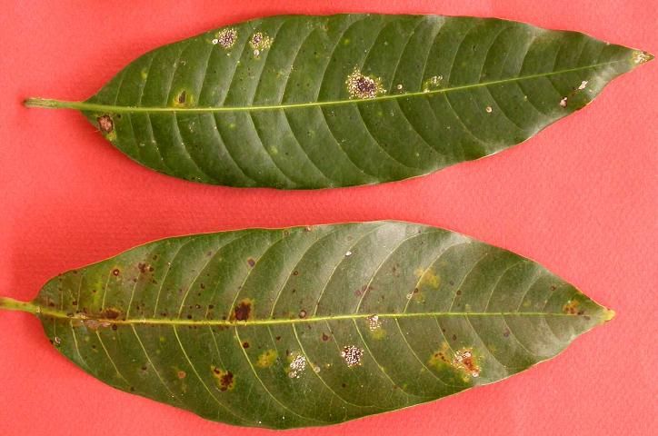 Figure 6. Aulacaspis tubercularis, the mango scale. An invasive armored scale on mango leaves. Identification by G. Hodges, 17 June 2008.
