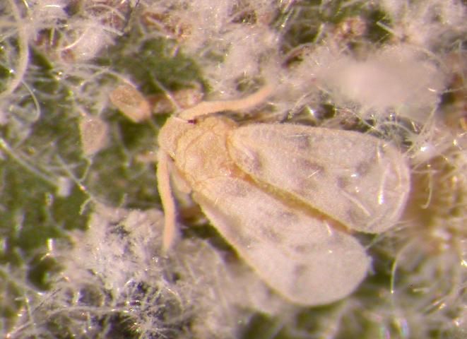 Figure 18. Adult of the whitefly, Paraleyrodes pseudonarananjae. Identification by G. Hodges, 13 Dec. 2007.