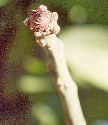 Figure 13. A close up of Mango bud mite damage.