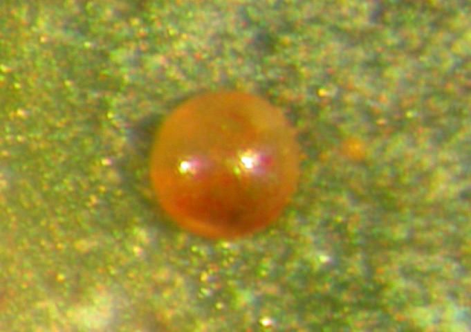 Figure 15. The egg of Oligonychus yothersi, the avocado red mite.