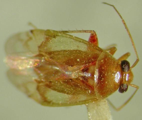 Figure 2. A mirid, Dagbertus fasciatus. Identification by R. Baranowski.