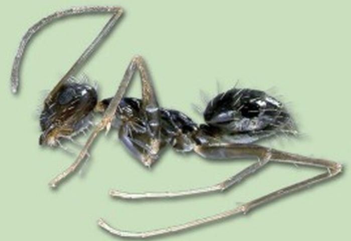 Figure 11. Crazy ant.