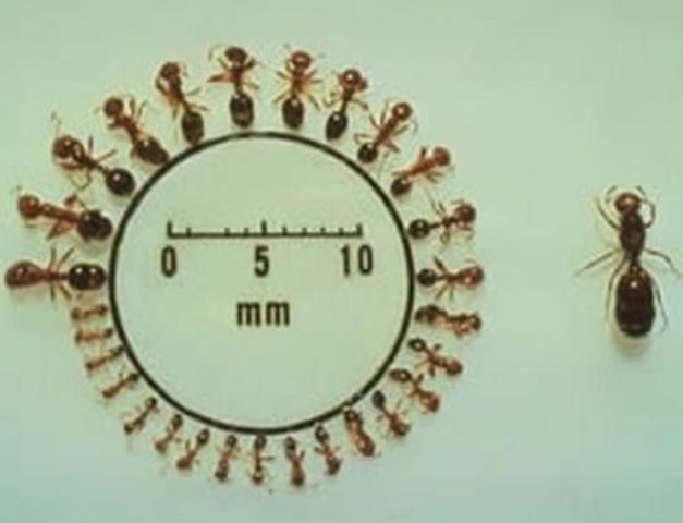 Figure 5. Red imported fire ant workers and queen. Notice the different worker sizes (polymorphism).