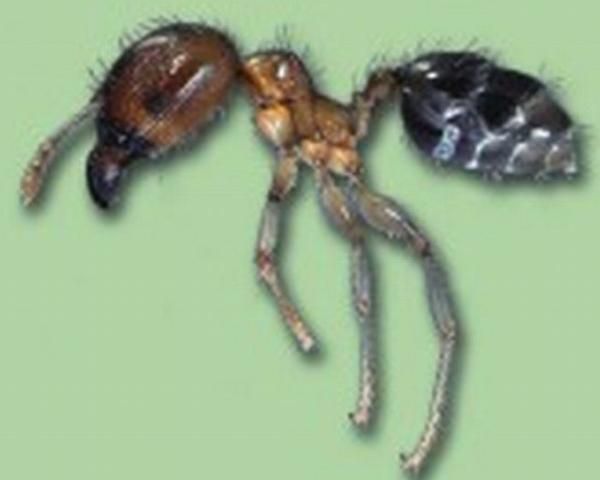 Figure 2a. Big-headed ant major worker.