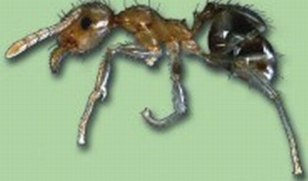 Figure 2b. Ant minor worker.