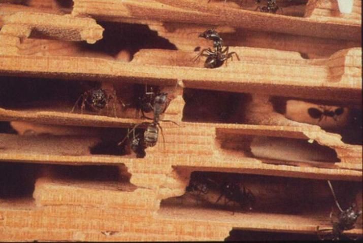 Figure 16. Carpenter ant galleries in wood.