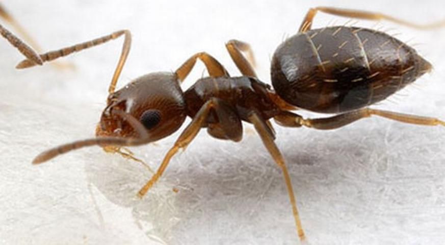 Figure 14. Rover ant.