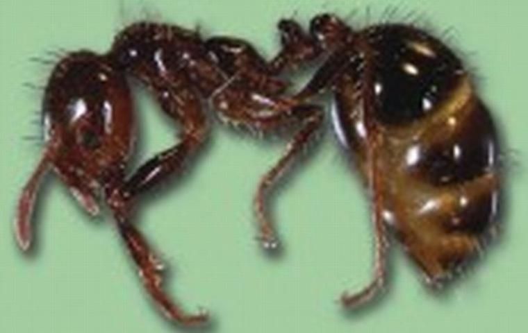 Figure 8. Imported fire ant.