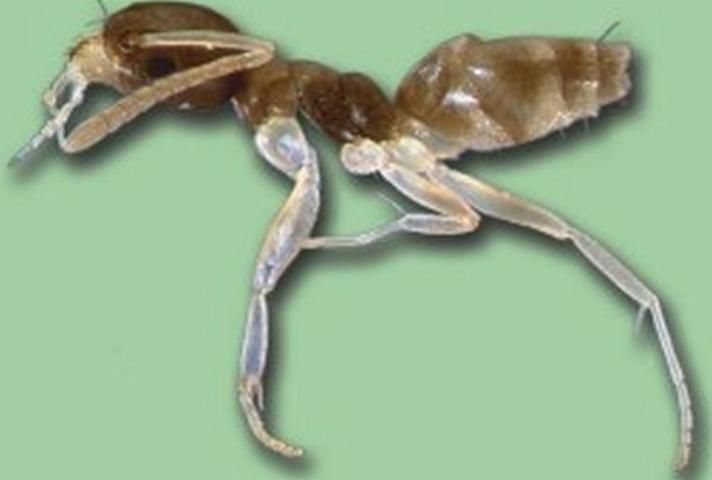 Figure 9. Ghost ant.