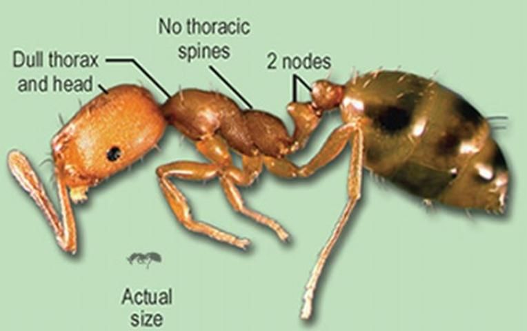 Figure 7. Pharaoh ant.