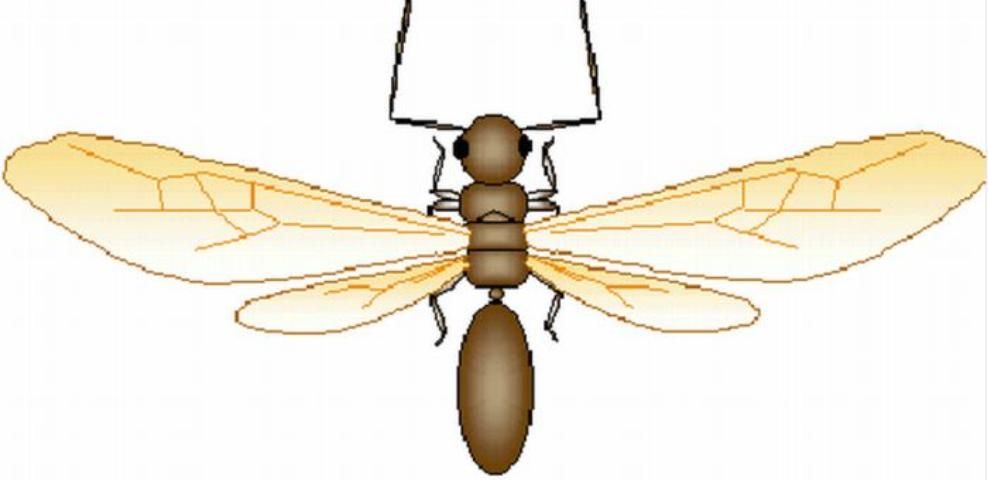 Figure 3. A winged ant reproductive. Notice elbowed antennae, constricted waist, and smaller size of hind wings when compared to front wings.