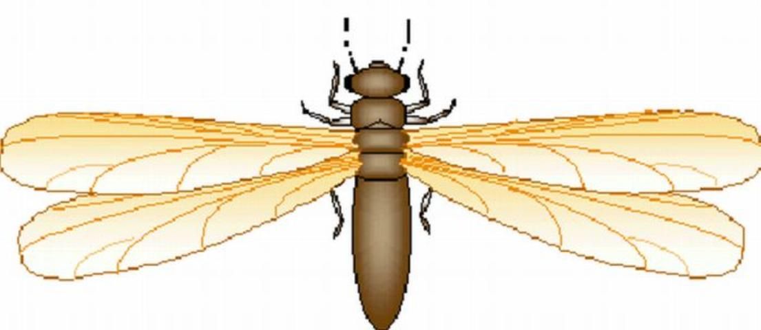 Figure 4. A winged termite reproductive. Notice front and hind wings are of equal size, and broad waist.