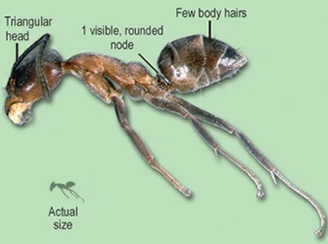 Figure 10. Argentine ant.