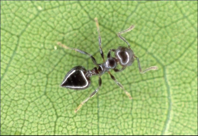 Figure 1. Acrobat ant.