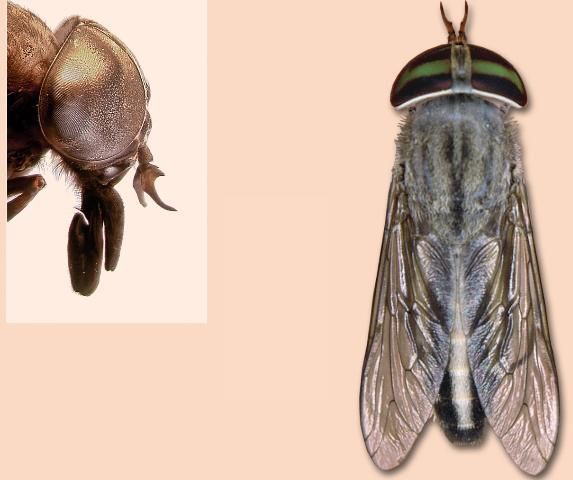Figure 4. Horse fly.